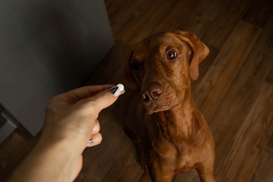 В США появился антивозрастной препарат для собак В США появился антивозрастной препарат для собак