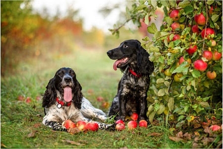 Можно ли кормить собак яблоками