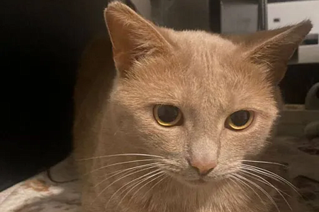 В Москве подростки похитили кота из зоомагазина