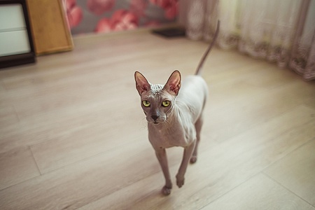 Уход за кошками сфинксами