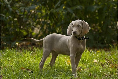 Родословная собаки: зачем она и нужна ли вообще