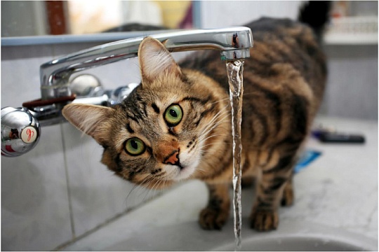 Кошка мало пьет: природная особенность или проблема? Кошка мало пьет: природная особенность или проблема?