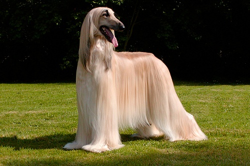 Афганская борзая Афганская борзая