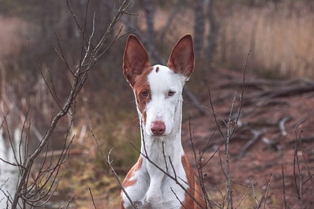 Щенка выгнали из электрички в Ленинградской области