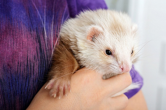 Чем обработать рану у хорька?