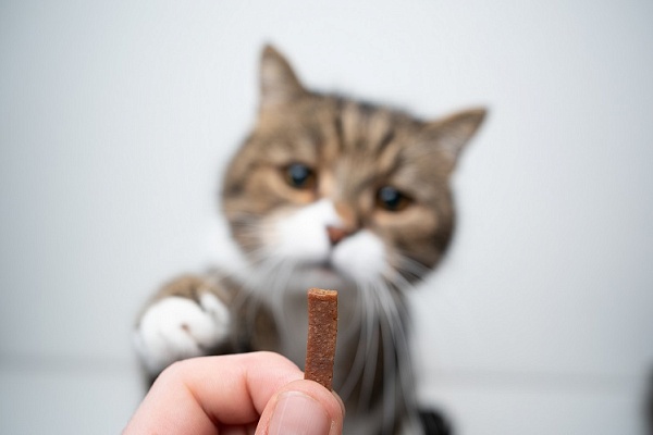 Чем угостить кошку
