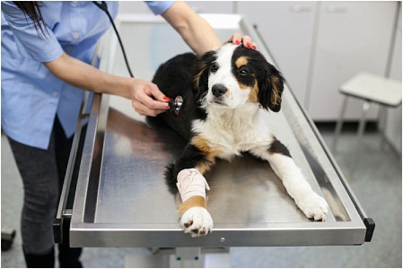 Ветеринарные врачи обязаны оплачивать свои ошибки: решение суда