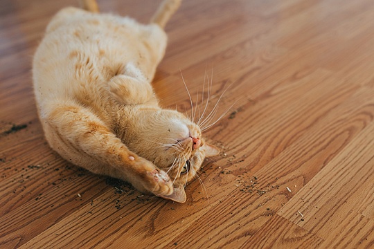 Можно ли кошкам кошачью мяту? Можно ли кошкам кошачью мяту?