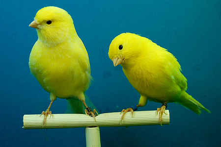 Особенности содержания канареек