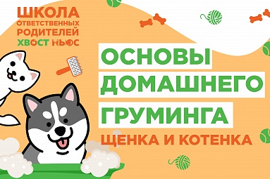 Особенности домашнего груминга Особенности домашнего груминга