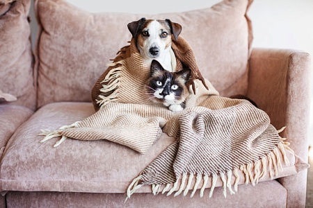 Спрос на зоонянь, грумеров и других специалистов зоосферы резко вырос за год