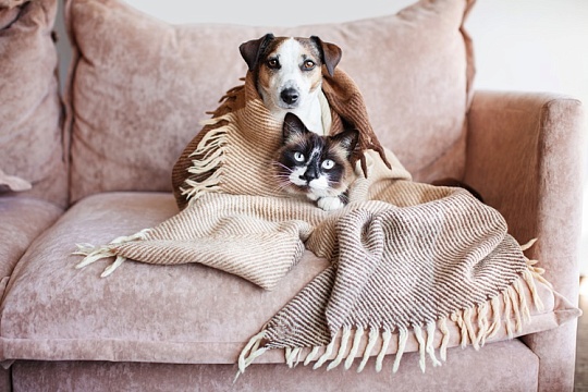 Спрос на зоонянь, грумеров и других специалистов зоосферы резко вырос за год Спрос на зоонянь, грумеров и других специалистов зоосферы резко вырос за год