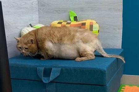 Пермский кот Крошик похудел до 13,6 кг и смог запрыгнуть на пуфик