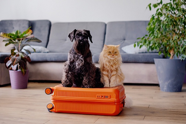 Новости pet-friendly культуры: куда отправиться с питомцем в мире и в Москве