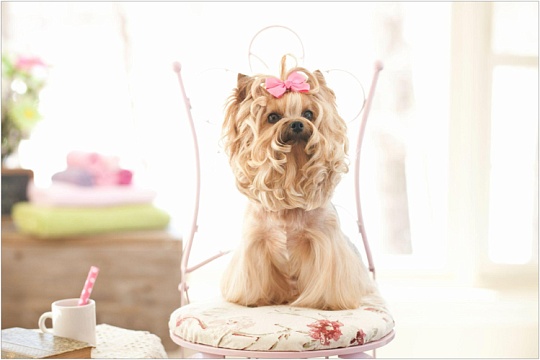 Модные стрижки для йоркширского терьера в 2026 году