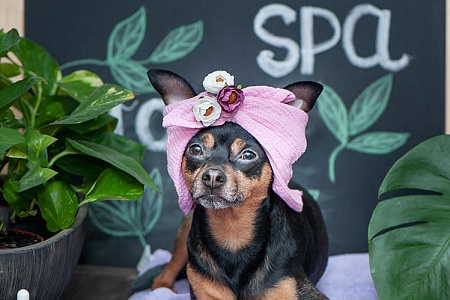 СПА для собак