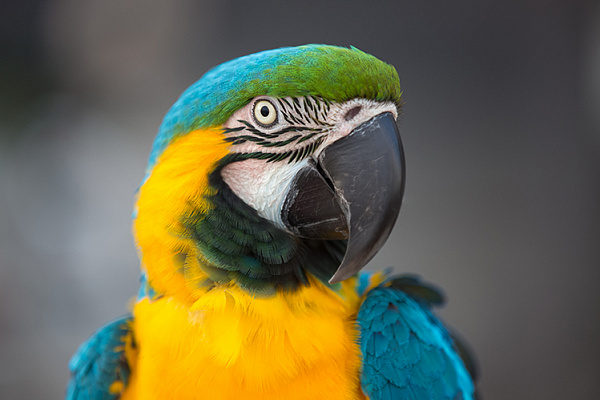 Попугай ара красный (45 фото)