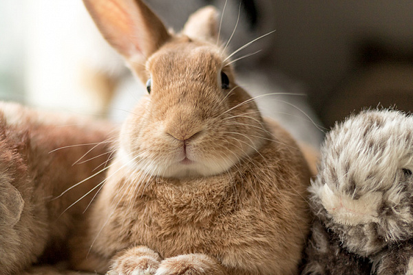 Глисты у кроликов: симптомы