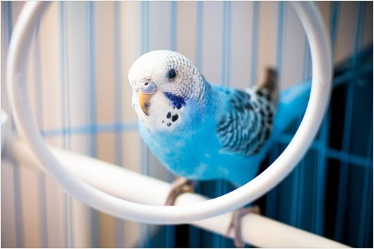 Волнистый попугай, не пугай! Первые симптомы болезней пернатых