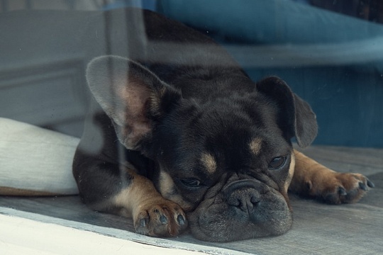 В зоомагазинах Нью-Йорка больше нельзя купить щенков и котят В зоомагазинах Нью-Йорка больше нельзя купить щенков и котят