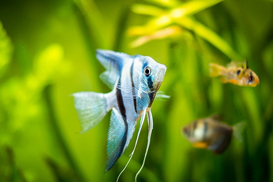 Скалярии: содержание рыб-ангелов Скалярии: содержание рыб-ангелов