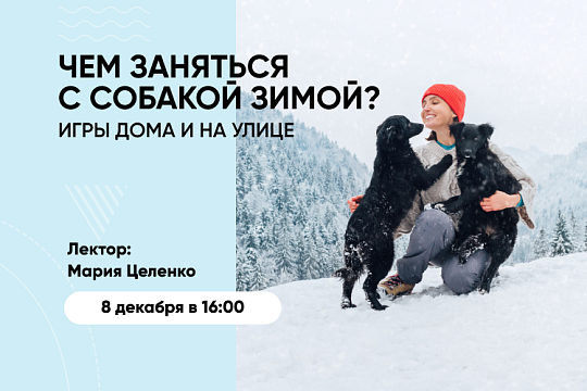 Чем заняться с собакой зимой: игры дома и на улице Чем заняться с собакой зимой: игры дома и на улице