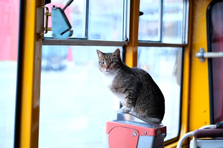 Пушистая душа экспозиции: кошка на страже прошлого в Центре истории автотранспорта Ленинграда 