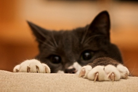 Как отучить кошку драть обои и мебель?