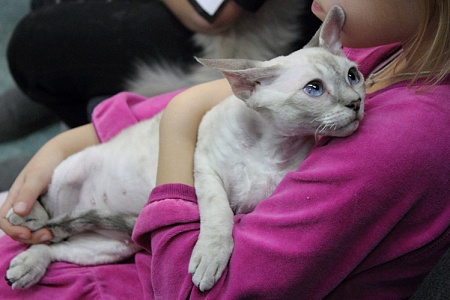 Мочекаменная болезнь у кошек