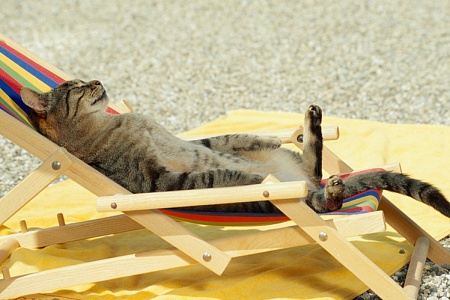 Потеют ли кошки?