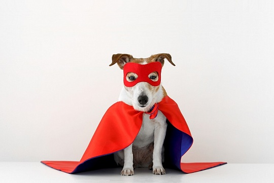 Как вырастить смелую собаку?