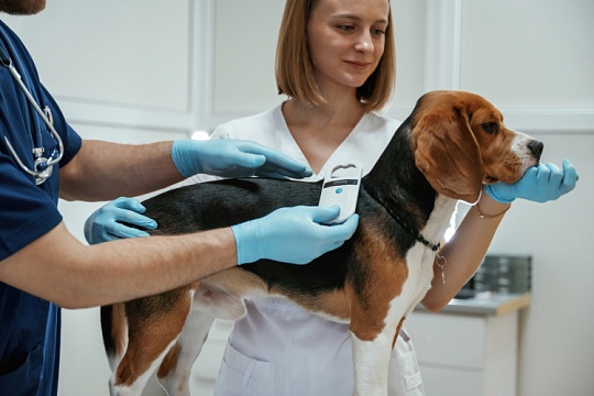 Микрочип или бирка? Почему современное общество выбирает технологии, а не клеймо Микрочип или бирка? Почему современное общество выбирает технологии, а не клеймо