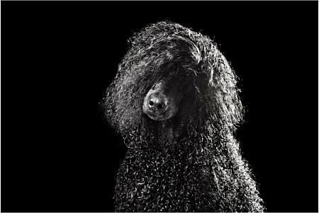 Самые красивые породы собак