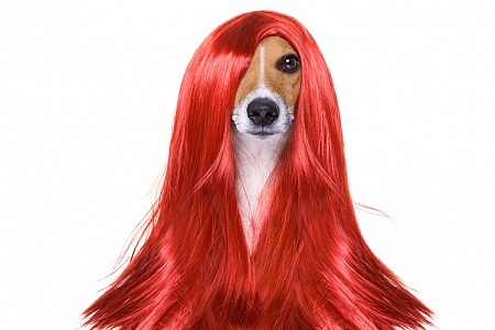 Здоровая кожа, красивая шерсть!