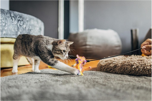 Сколько нужно играть с кошкой 