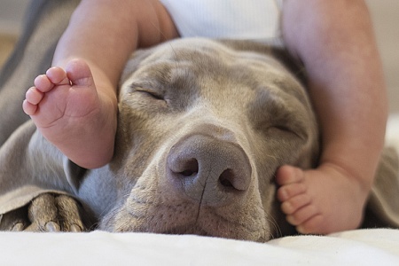 Собаки-няньки. Какие они?