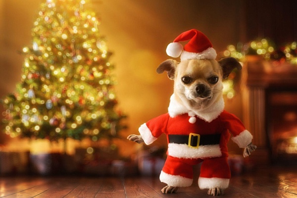 Карнавальный костюм для питомца: веселье или мучение?