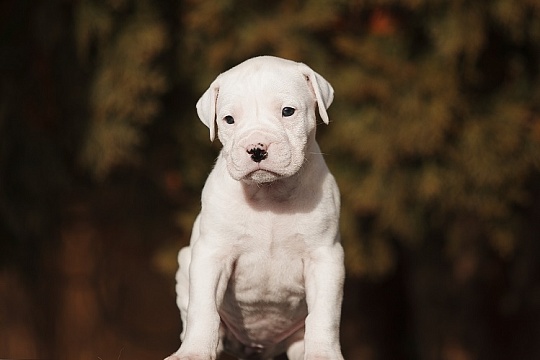 Где купить аргентинского дога и сколько он стоит? Где купить аргентинского дога и сколько он стоит?