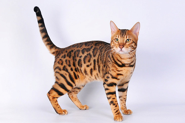 бенгальская кошка или кот