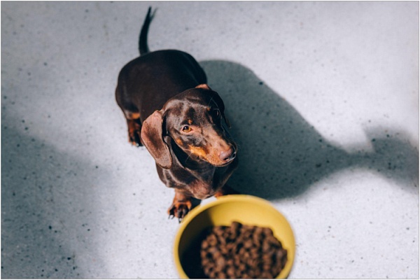 Особенности пищеварения собак