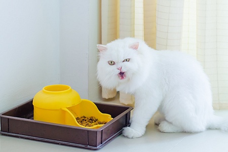 Почему кошка закапывает еду в миске?