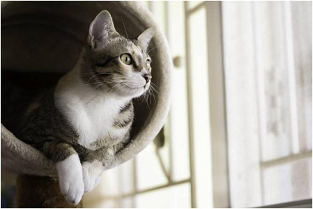 Течка у кошек