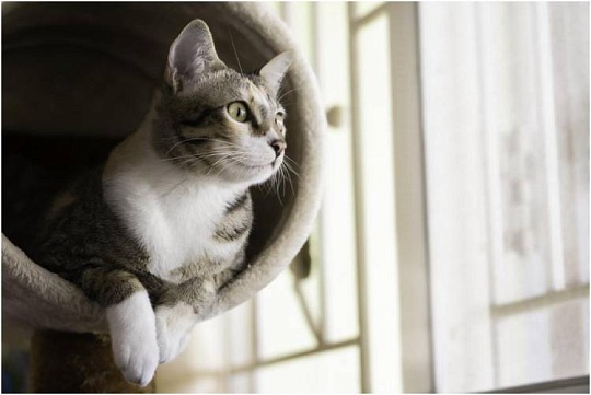 Течка у кошек Течка у кошек