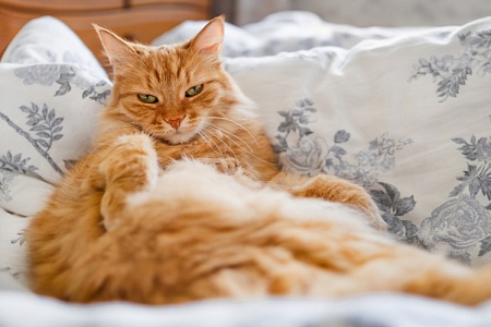 Ученые нашли генетическую причину рыжего окраса у кошек