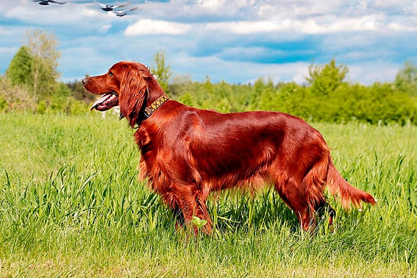 Ирландский сеттер