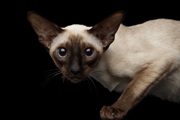 Сиамская кошка