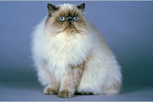 Гималайская кошка (персидский колор-пойнт) Гималайская кошка (персидский колор-пойнт)