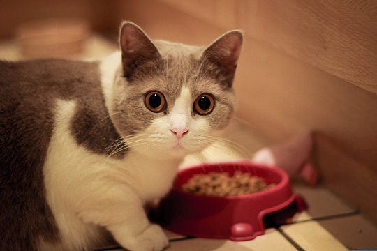 Юкка Шидигера в кормах для животных Юкка Шидигера в кормах для животных