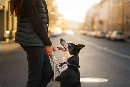 Какую психологическую поддержку могут оказывать собаки 