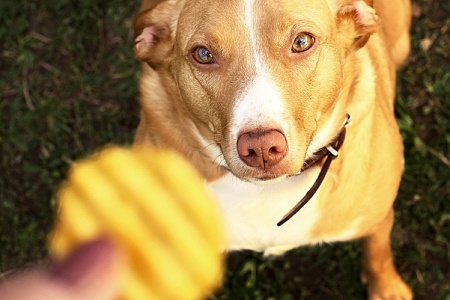 Можно ли давать собаке чипсы?